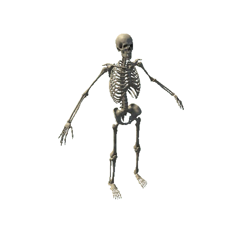 Skeleton