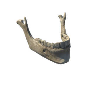 Skull_Jaw