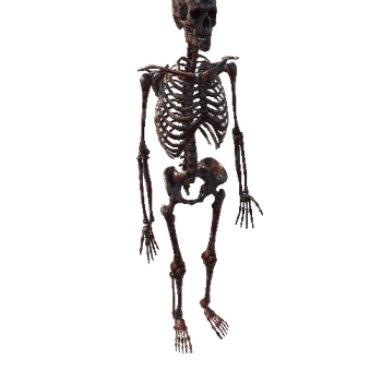 Standard_Bloody_Skeleton_Static