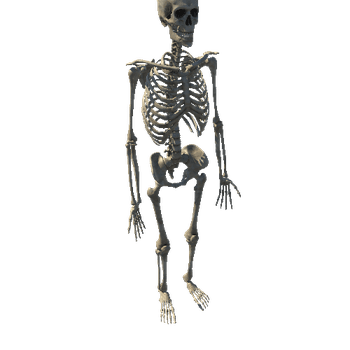 Standard_Skeleton_Static