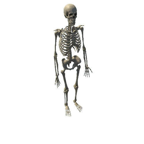 Standard_Skeleton_Static