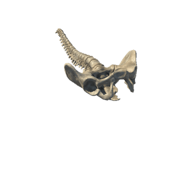 VertebralC_Pelvis