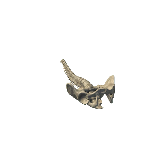 VertebralC_Pelvis