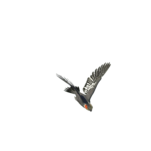 cockatiel@fly