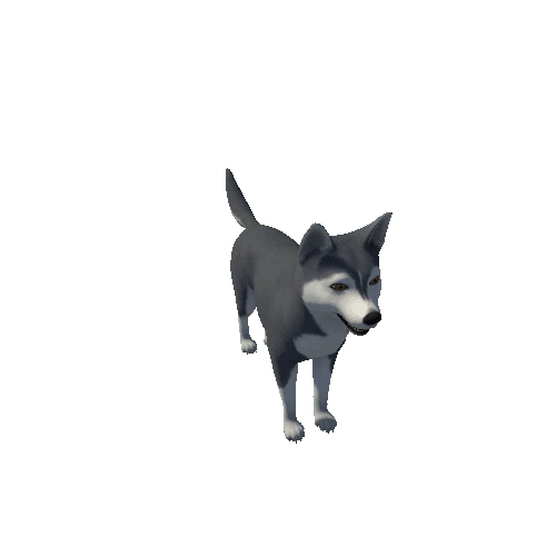 Husky_c3