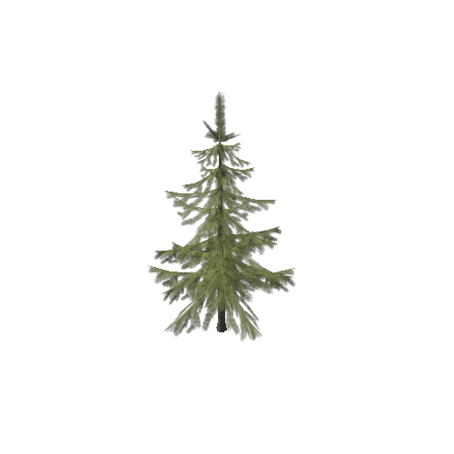 tree_spruce