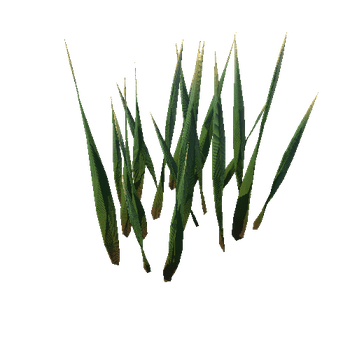 GrassBtach05