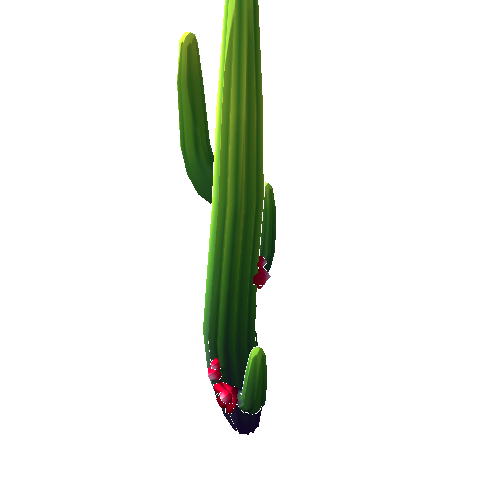 DS_Cactus_Tall_4C