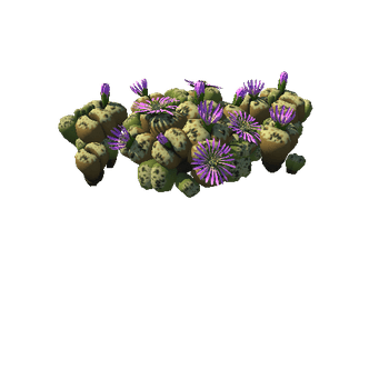flower-lithops3