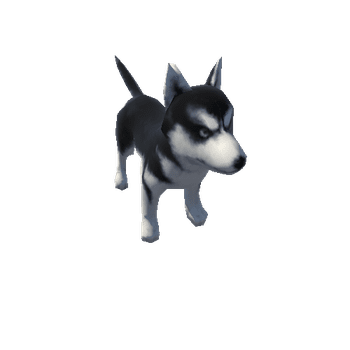 dog01