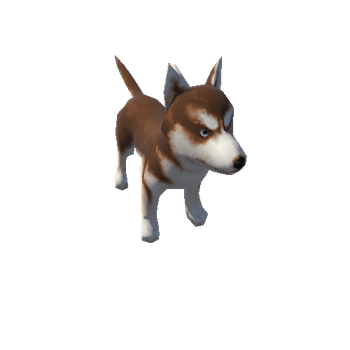 dog02