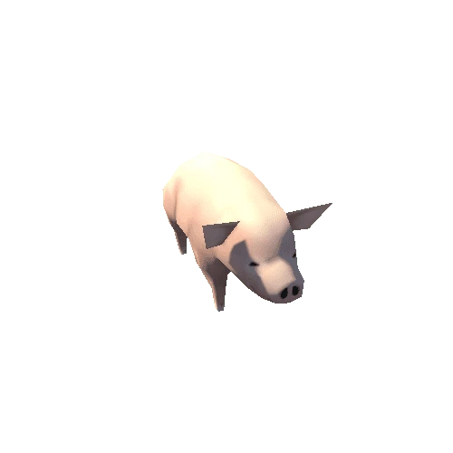 pig