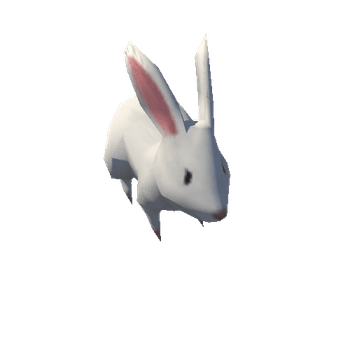 rabbit