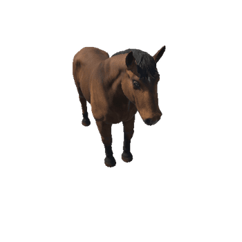 Horse_stallion_HighPoly_c1