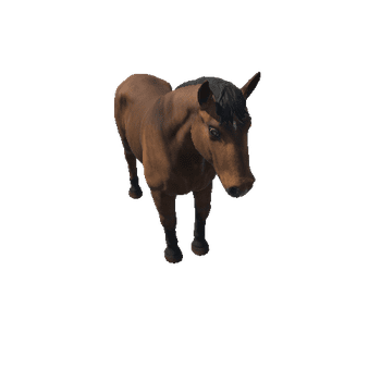 Horse_stallion_IP_c1