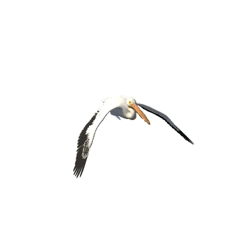 pelican@fly