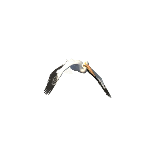 pelican@flyleft