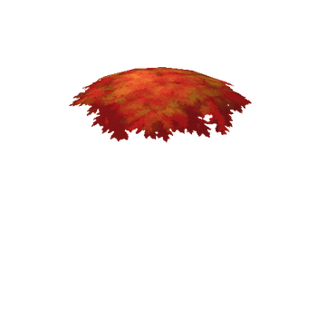 Autumn_Canopy_1