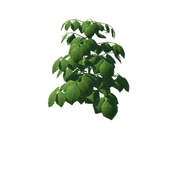 Medium_Plant_2