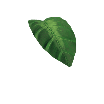 Medium_Plant_Colocasia_4