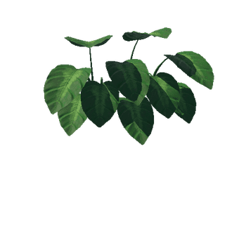 Medium_Plant_Colocasia_5