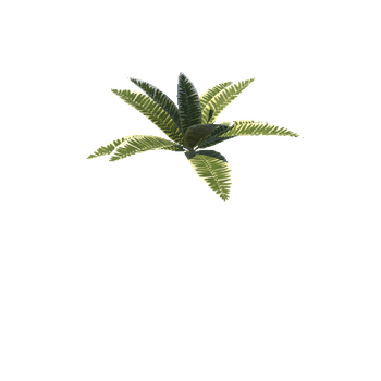 Medium_Plant_Fern_1