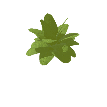 Medium_Plant_Fern_3