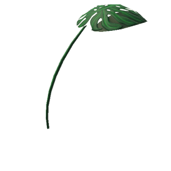 Medium_Plant_Monstera_2