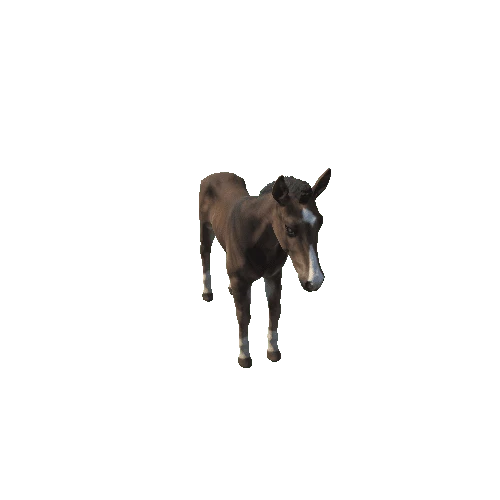 Horse_foal_HighPoly