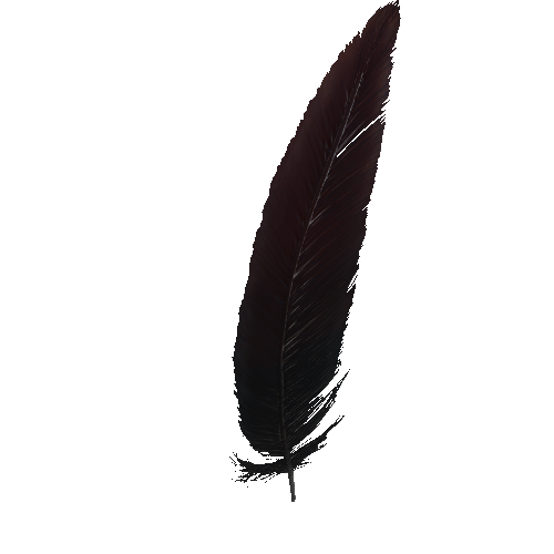 Feather_3