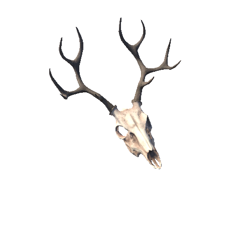 Skull_Deer003