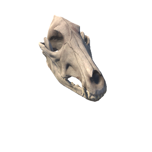 Skull_wolf