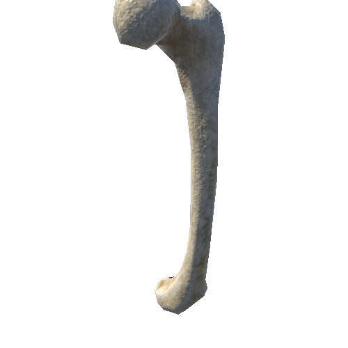 bone_1