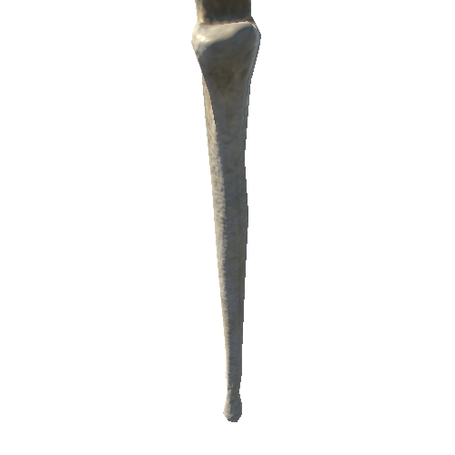 bone_4