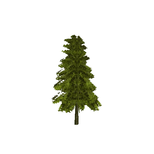 Tree_02