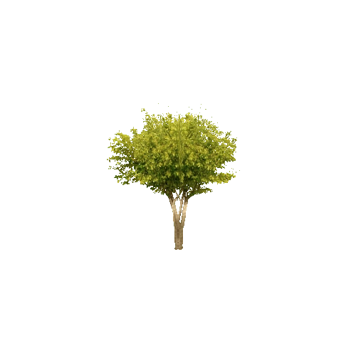 Tree_04