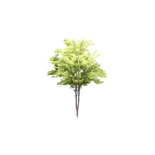 Tree_10