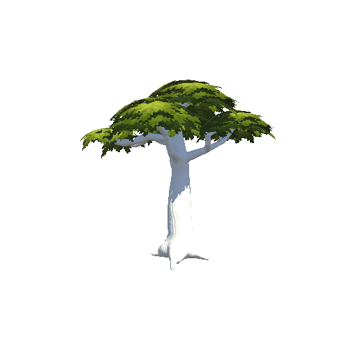 Tree_Baobab_Spring_1