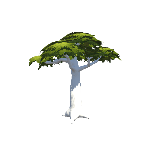 Tree_Baobab_Spring_1_1