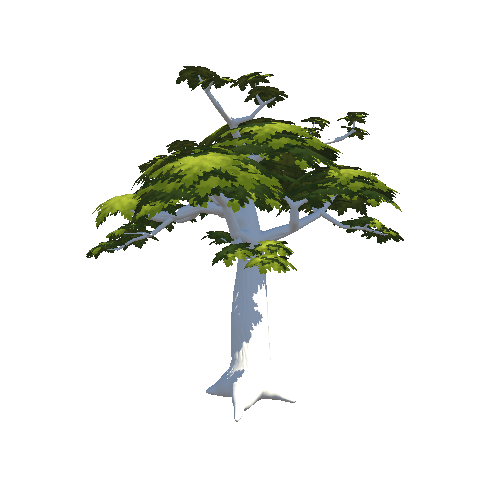 Tree_Baobab_Spring_2_1