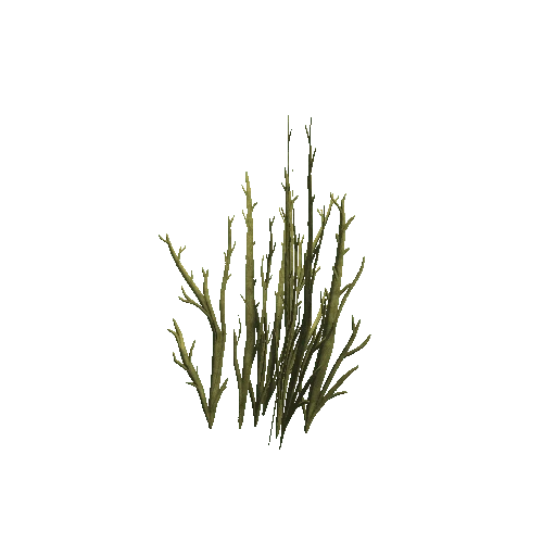 Thorn_grass_small