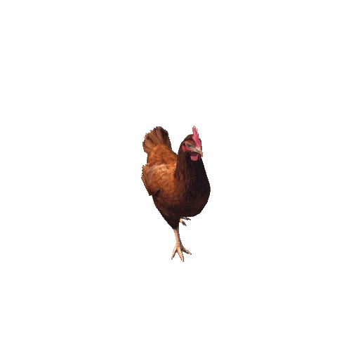 Chicken@walkslow