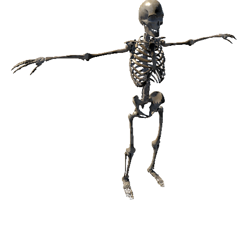 Skeleton