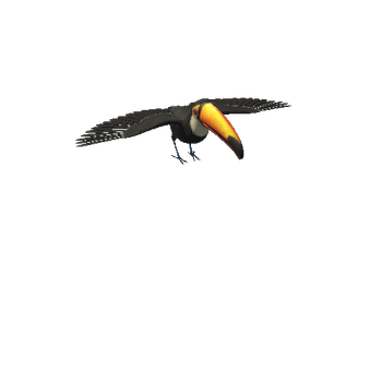 ToucanMiddlePoly