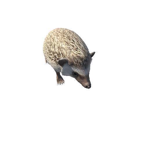 Hedgehog