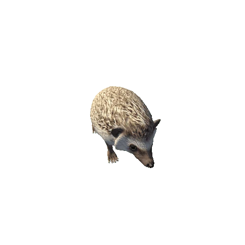 Hedgehog