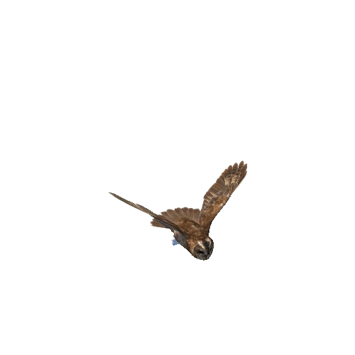 tawnyowl@fly