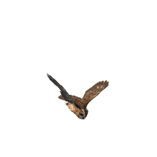 tawnyowl@flyleft