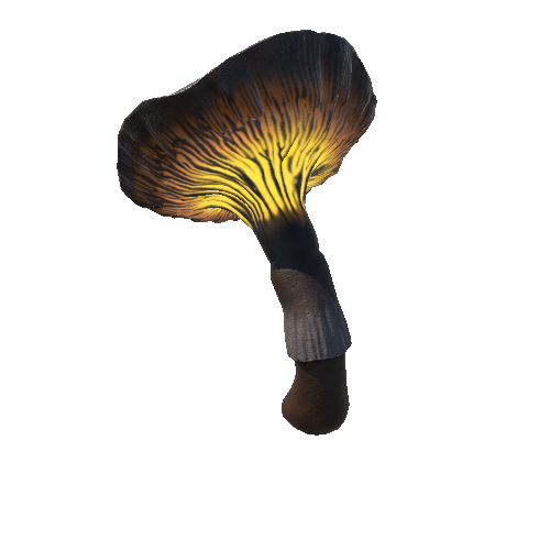 Mushroom_Middle_2_2