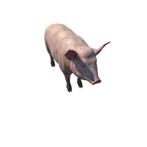 Pig_Female_HighPoly_c3